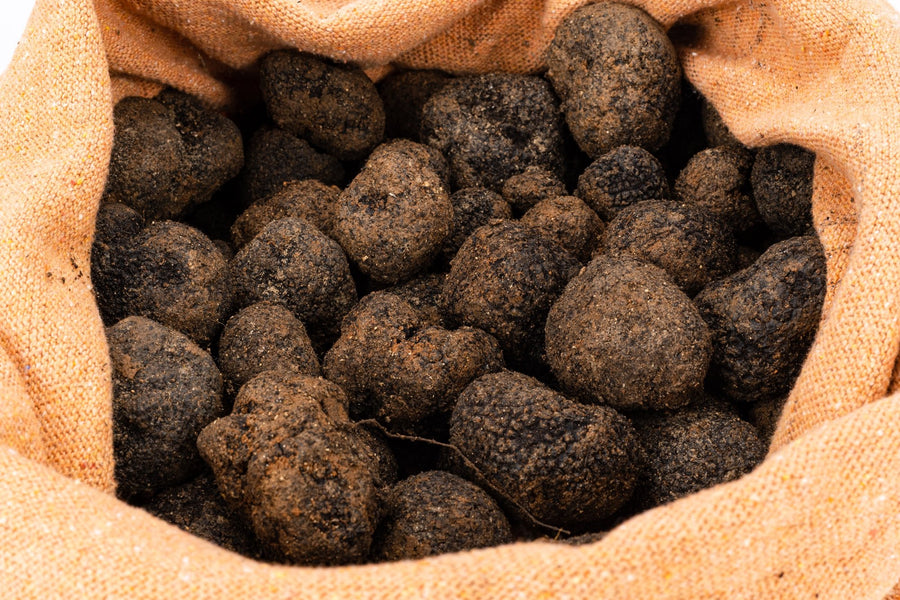 Trufas negras recién recolectadas en Cifuentes