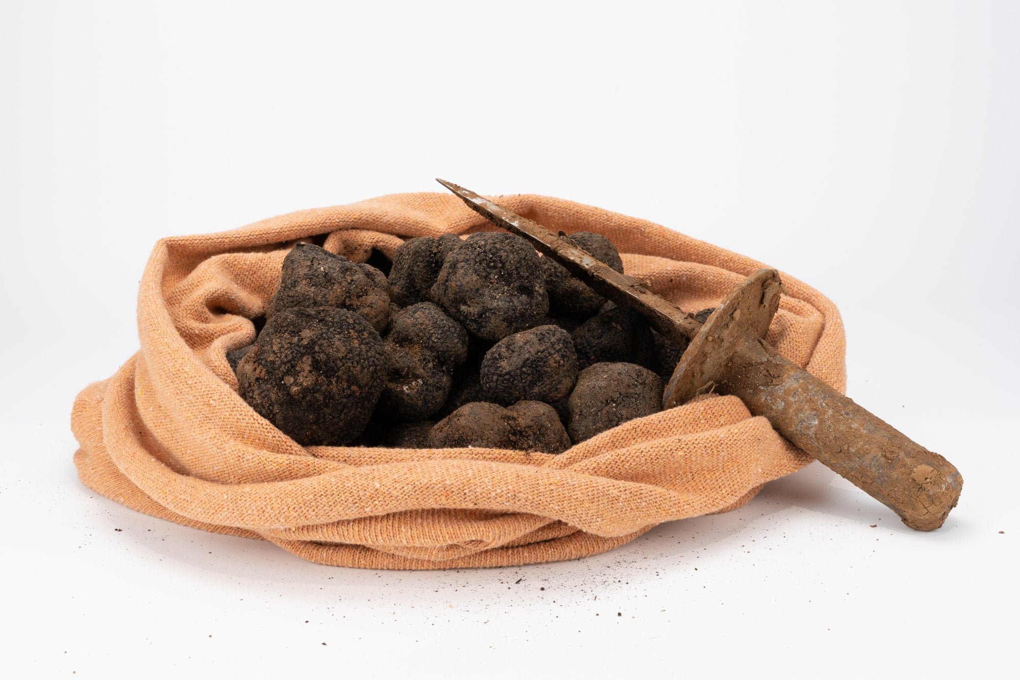 Trufas recién cazadas antes de limpiarlas