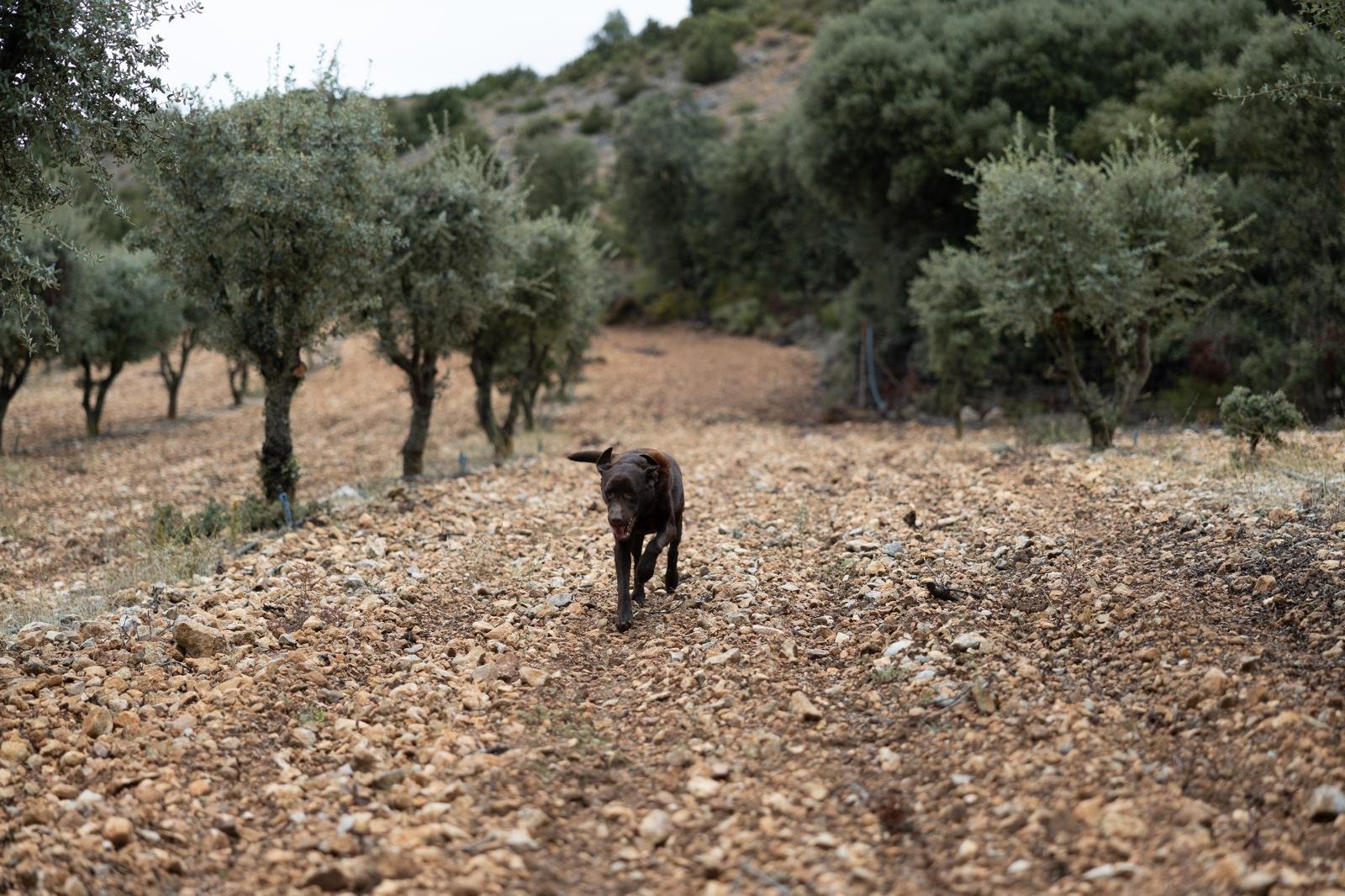 Las fincas de TrufaZero en Cifuentes