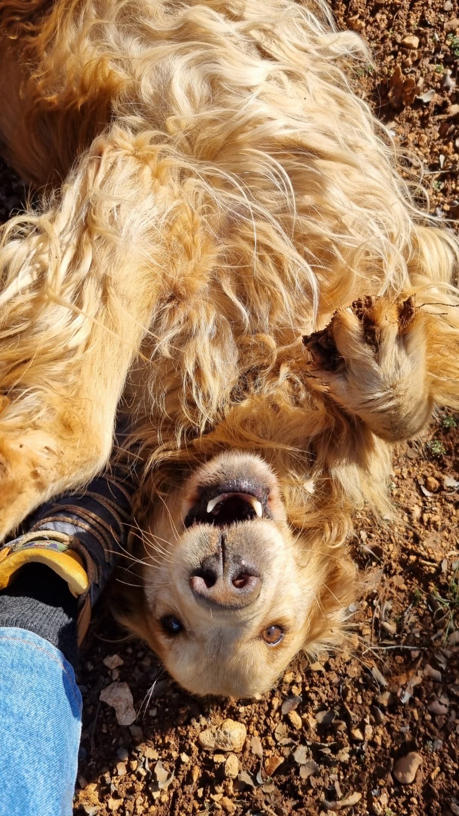 Perro trufero de TrufaZero