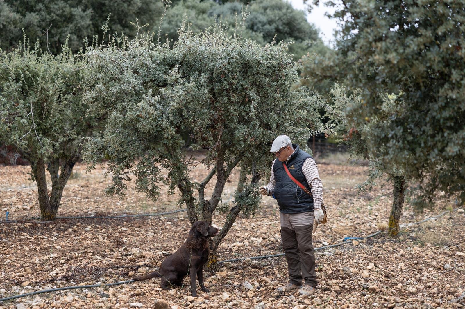Trufero con su perro bajo una encina trufera